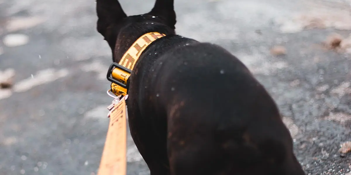 perro cadena escapa