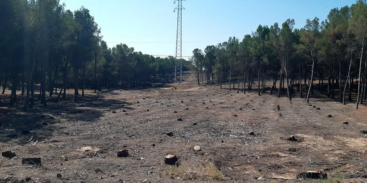Talas en pinares de Calchetas, junto al hospital Reina Sof&iacute;a de Tudela