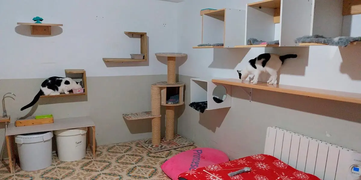 El alumnado de la UCE del IES Benjam&iacute;n de Tudela visit&oacute; el refugio de gatos Muskaria