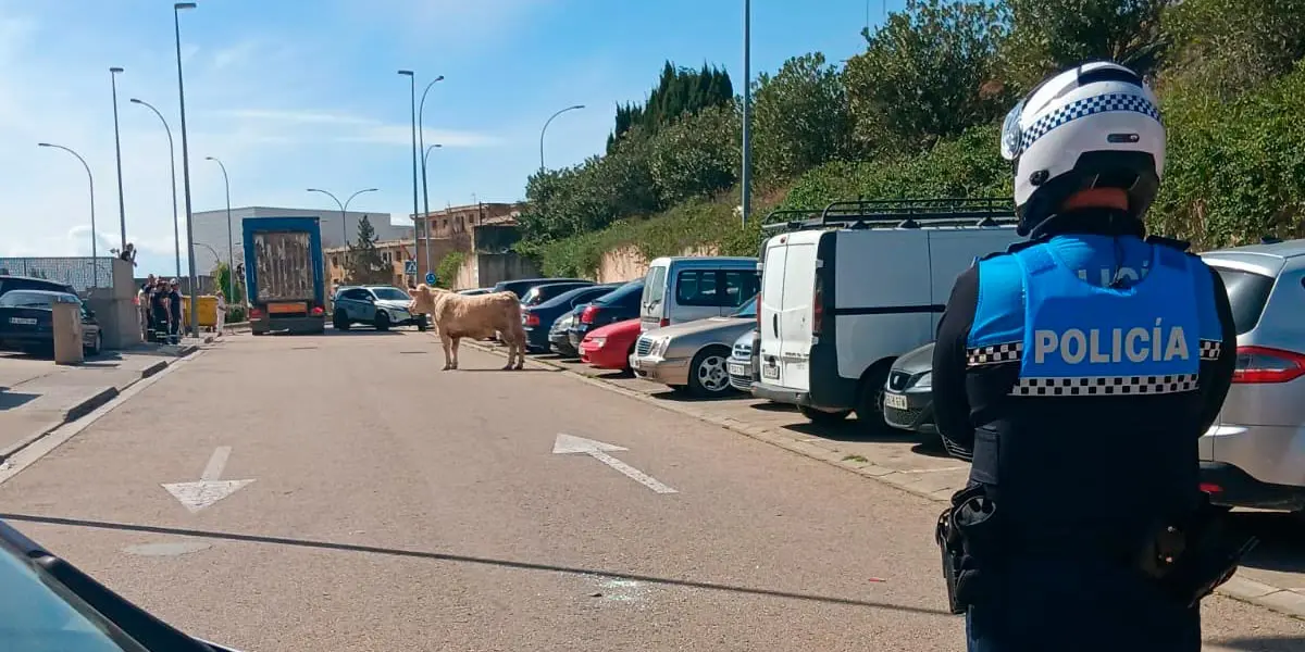 El ternero escapado del matadero de Tudela