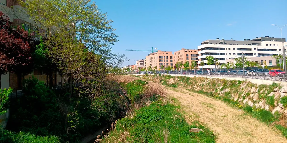 Tudela est&aacute; invadida de ca&ntilde;as y zarzas impidiendo ver el transcurrir de sus aguas