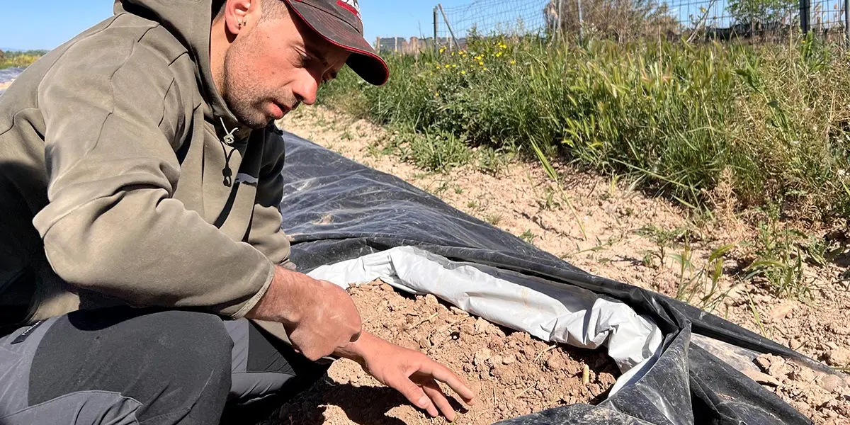 D&iacute;a de la alcachofa y el esp&aacute;rrago de Cabanillas 4