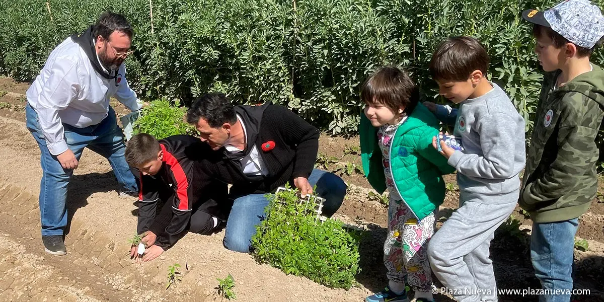 II Plantada Cofrad&iacute;a del Tomate en La Mejana 9