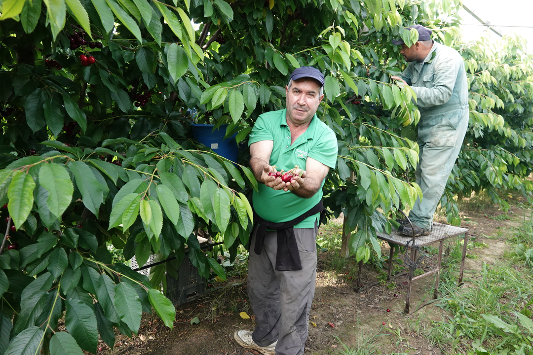 El productor Jos&eacute; Félix Zapata muestra orgulloso el buen fruto que est&aacute;n recolectando