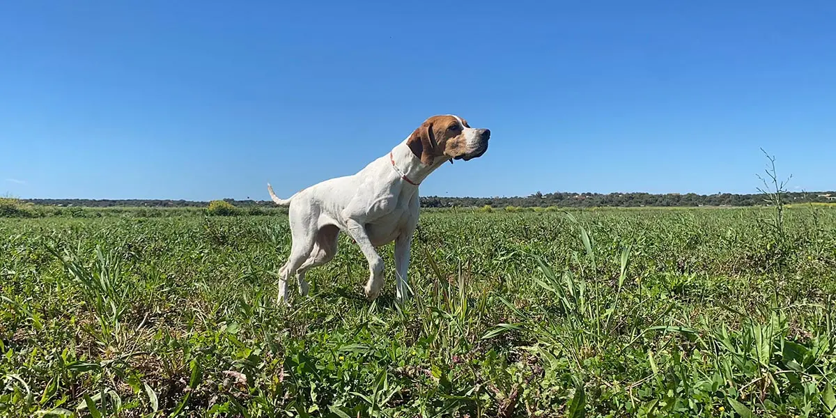 La localidad de S&aacute;daba acoger&aacute; durante los d&iacute;as 10 y 11 de agosto la primera prueba selectiva sobre codorniz salvaje en la que los pointers ser&aacute;n protagonistas