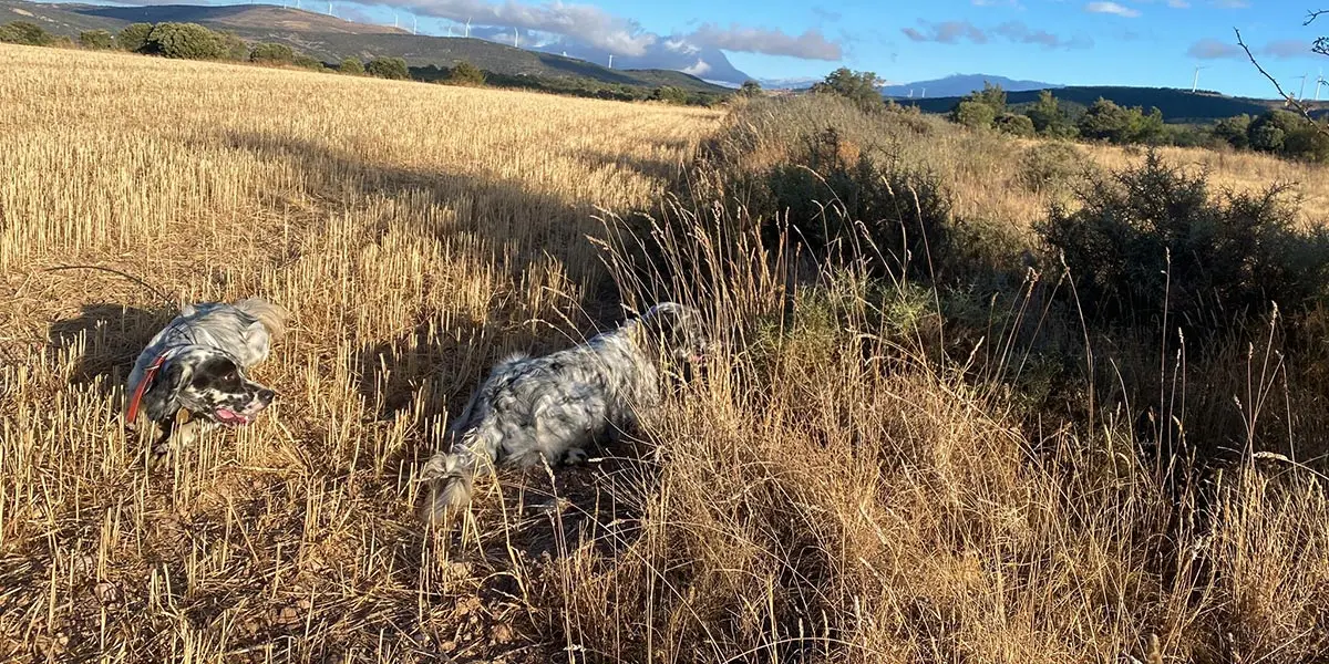 Unos perros de caza en plena acci&oacute;n