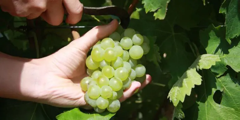 Un buen estado de la uva y la incertidumbre en el sector caracterizan a la vendimia que empieza en la Denominaci&oacute;n de Origen Navarra en localidades de la Ribera Baja y Alta con variedades de uva blanca como la Chardonnay y la Moscatel de Grano Menudo