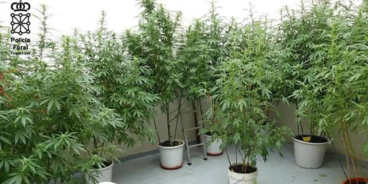 Plantas en estado de floraci&oacute;n y dosis preparadas para vender