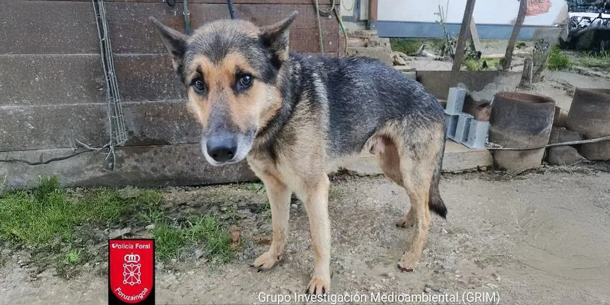 Perro abandonado en Orkoien