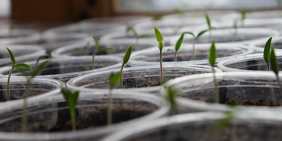 Semillas Planta