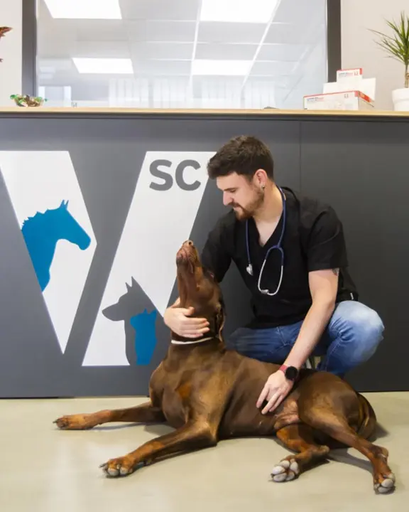 Servicios Veterinarios Chueca 2