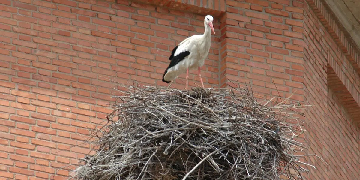 Cig&uuml;e&ntilde;a 1