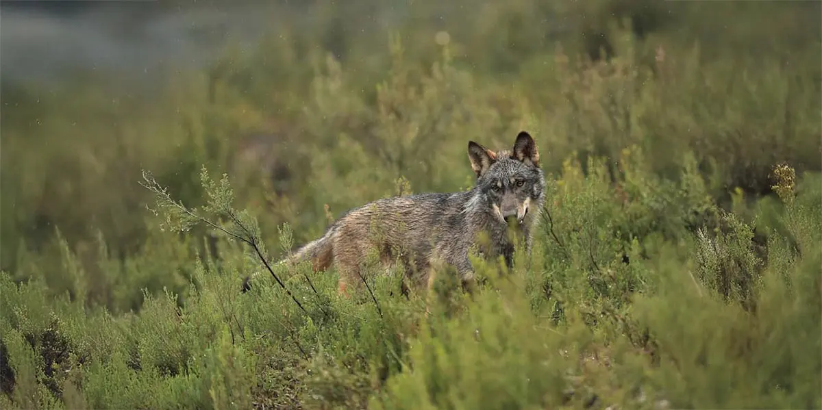 Lobo ib&eacute;rico 