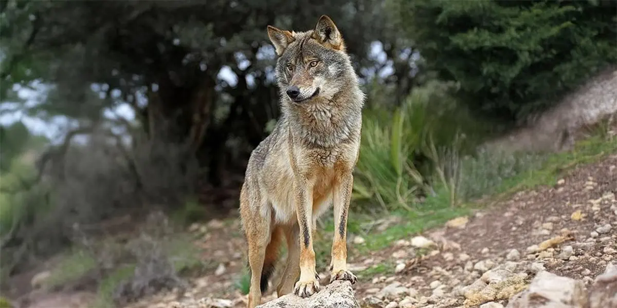 Lobo ib&eacute;rico
