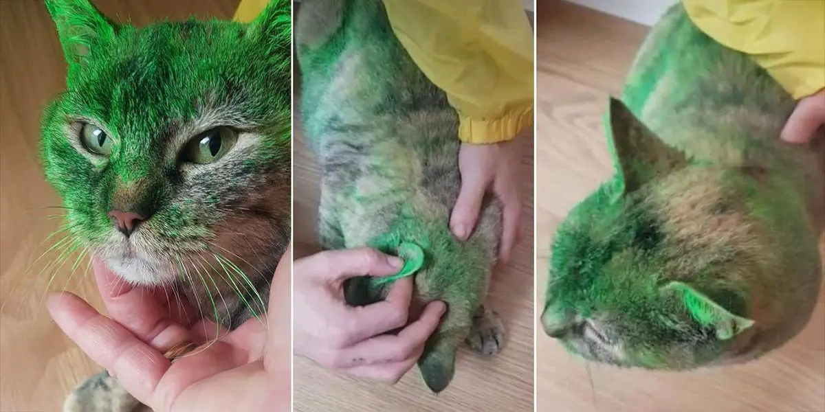 Cinco a&ntilde;os despu&eacute;s del ataque, se celebra el juicio por maltrato a Lana, una gata callejera de Cascante