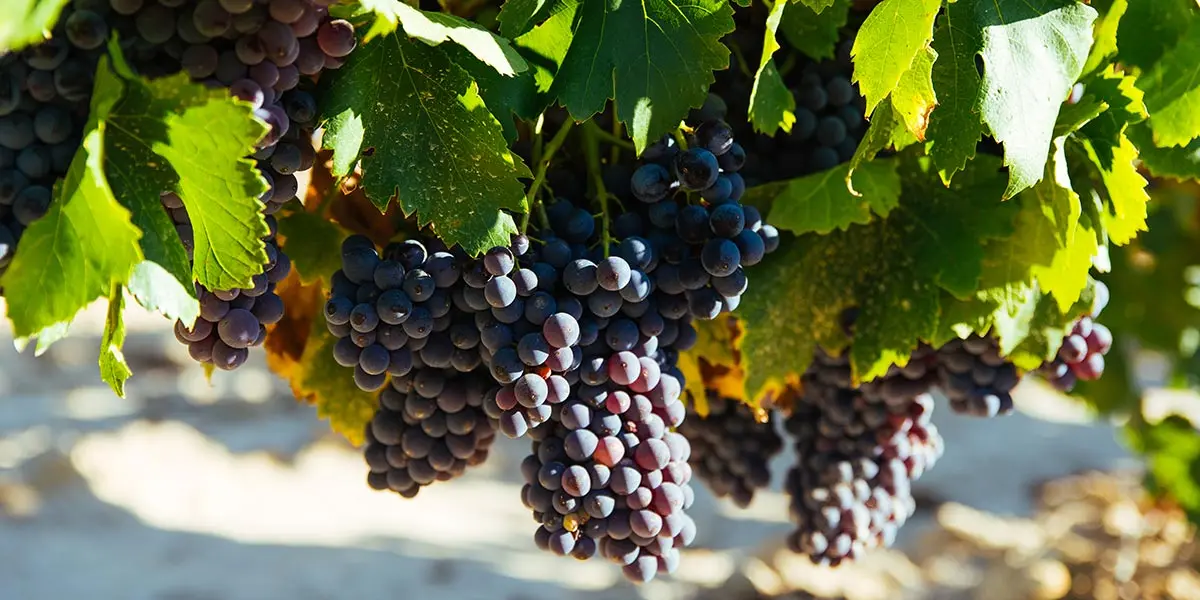 DOCa Rioja Garnacha