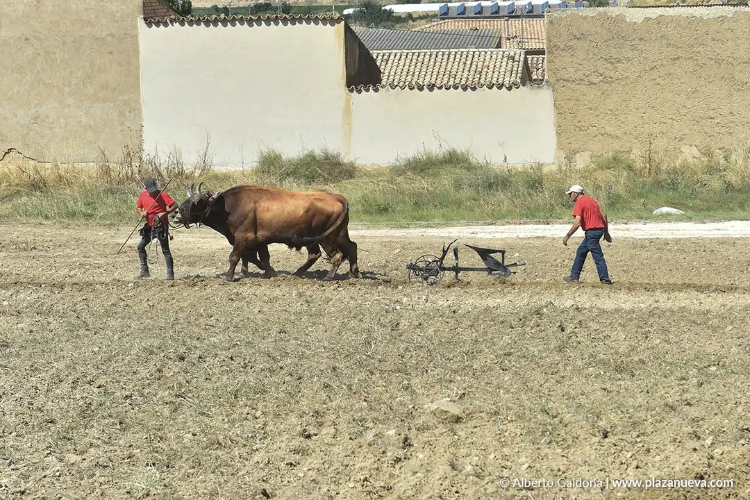 II D&iacute;a de la Guindilla en Murillo El Fruto 2025 11