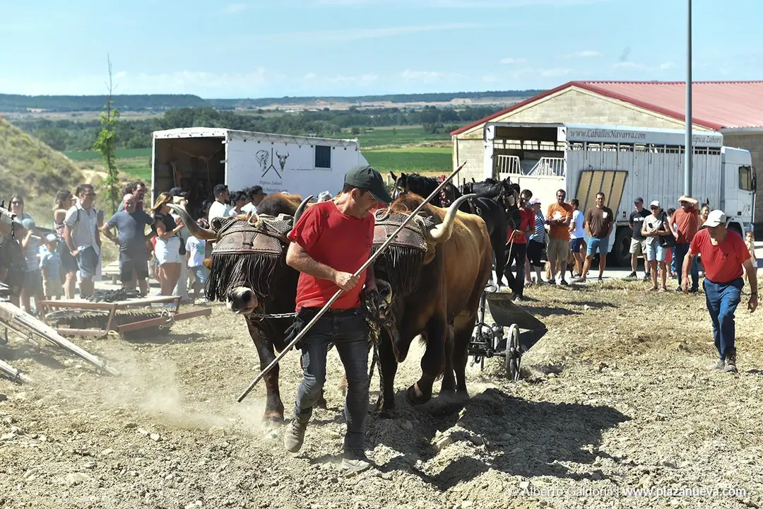 II D&iacute;a de la Guindilla en Murillo El Fruto 2025 12