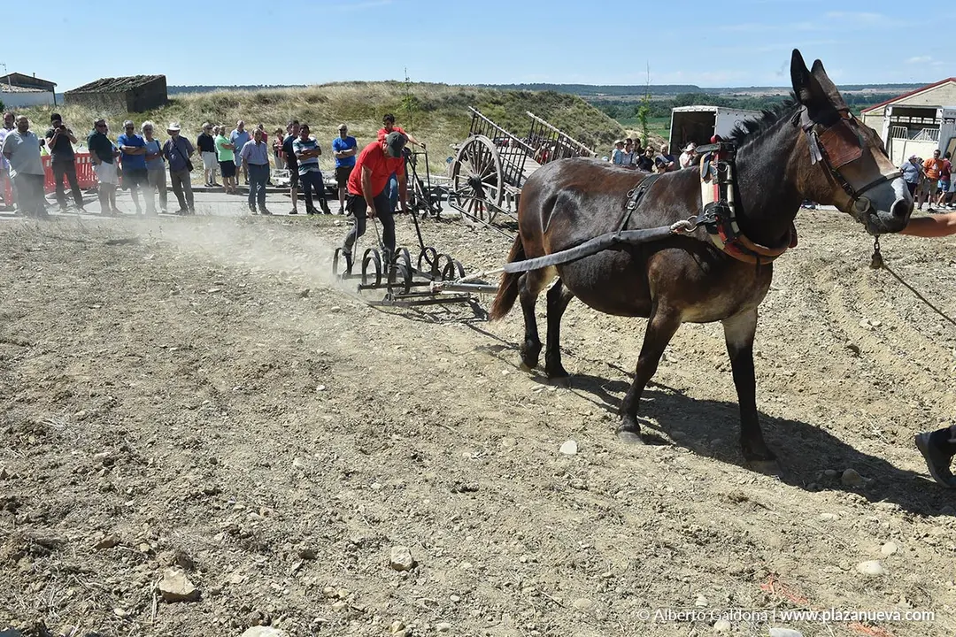 II D&iacute;a de la Guindilla en Murillo El Fruto 2025 14