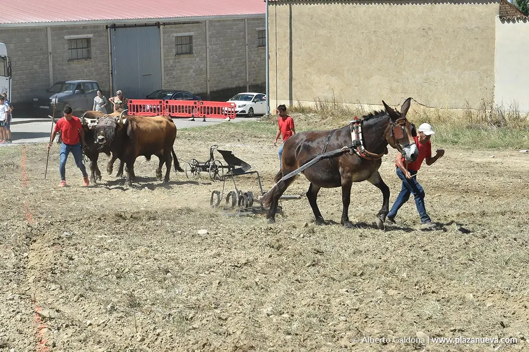 II D&iacute;a de la Guindilla en Murillo El Fruto 2025 15