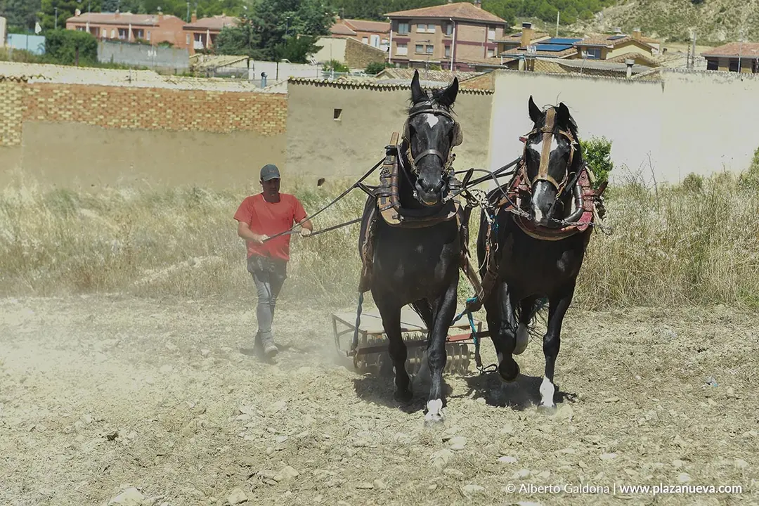 II D&iacute;a de la Guindilla en Murillo El Fruto 2025 17