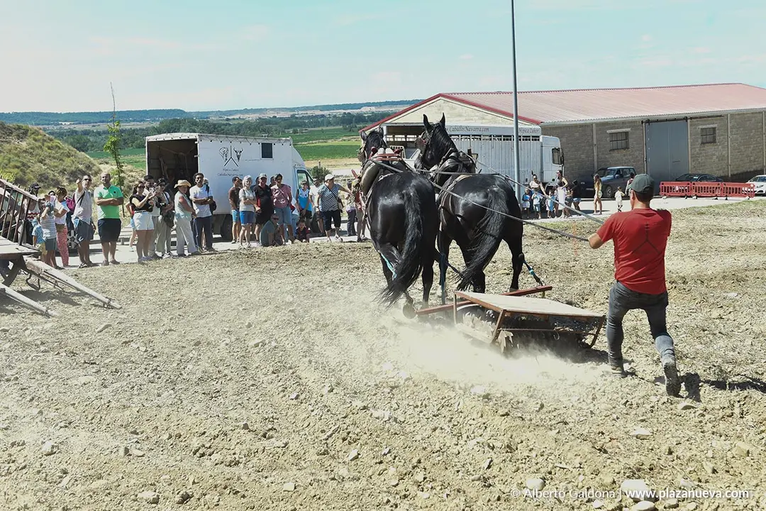 II D&iacute;a de la Guindilla en Murillo El Fruto 2025 18