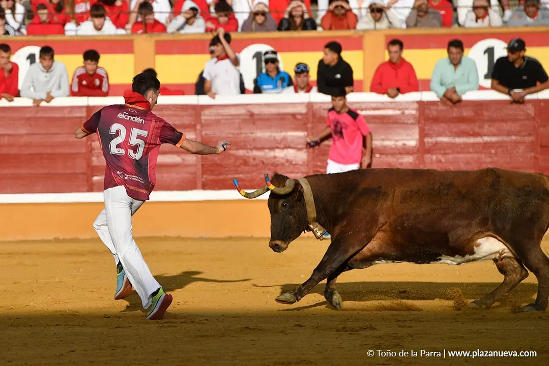 Suelta de vaquillas en Tudela d&iacute;a 25 2025 2