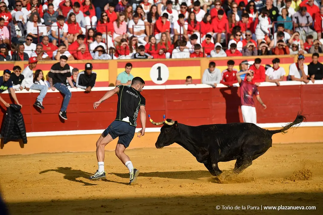 Suelta de vaquillas en Tudela d&iacute;a 25 2025 12