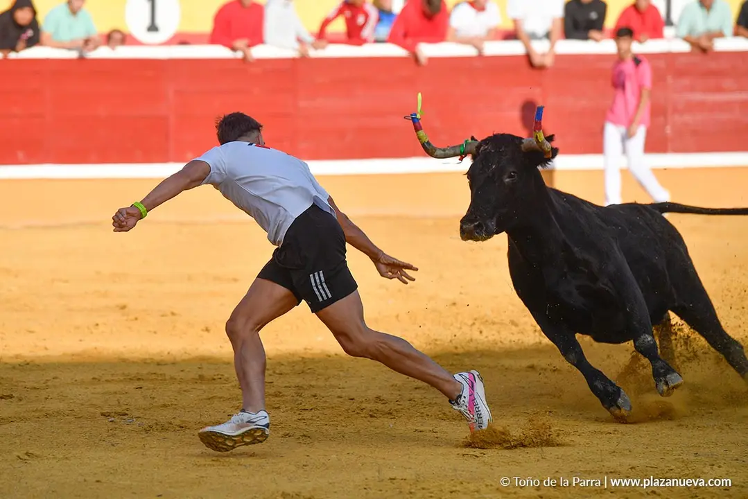 Suelta de vaquillas en Tudela d&iacute;a 25 2025 13