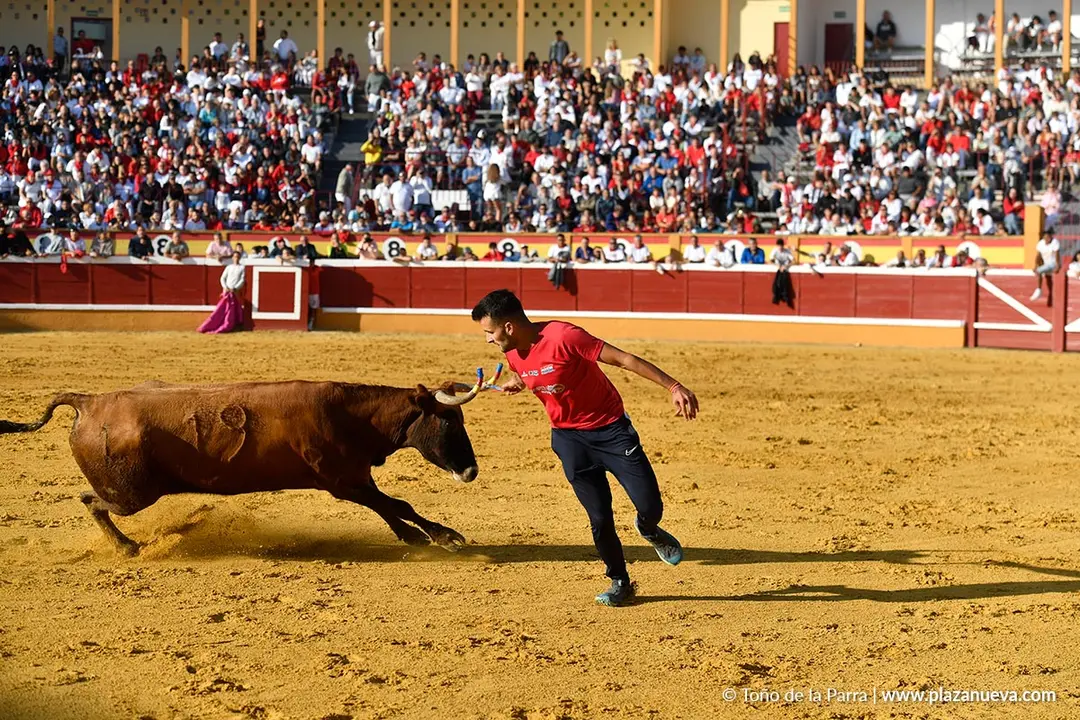 Suelta de vaquillas en Tudela d&iacute;a 25 2025 18