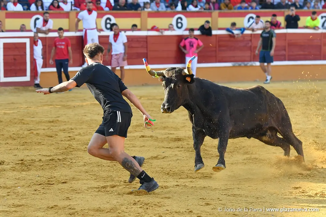 Suelta de vaquillas en Tudela d&iacute;a 25 2025 26