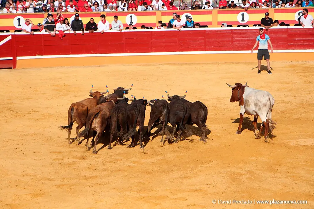 Suelta de vaquillas en Tudela d&iacute;a 25 2025 49