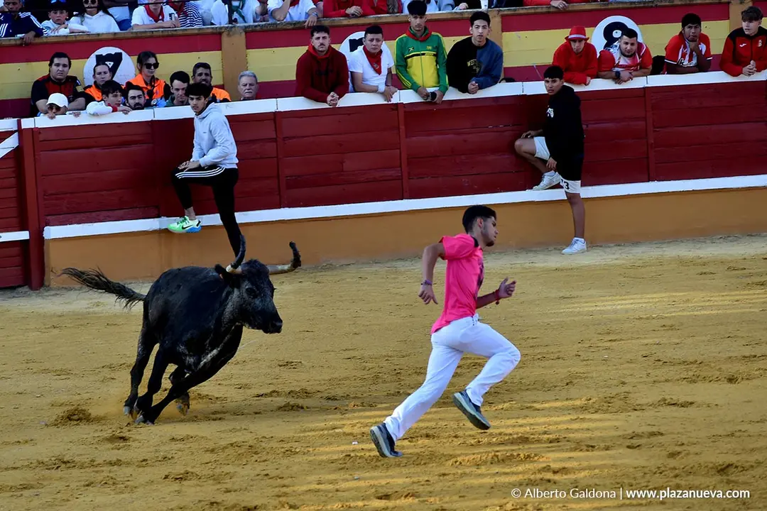 Suelta de vaquillas en Tudela d&iacute;a 26 2025 2