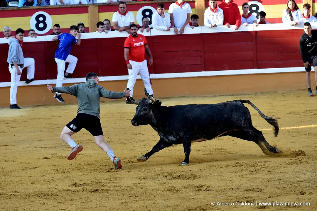 Suelta de vaquillas en Tudela d&iacute;a 26 2025 4