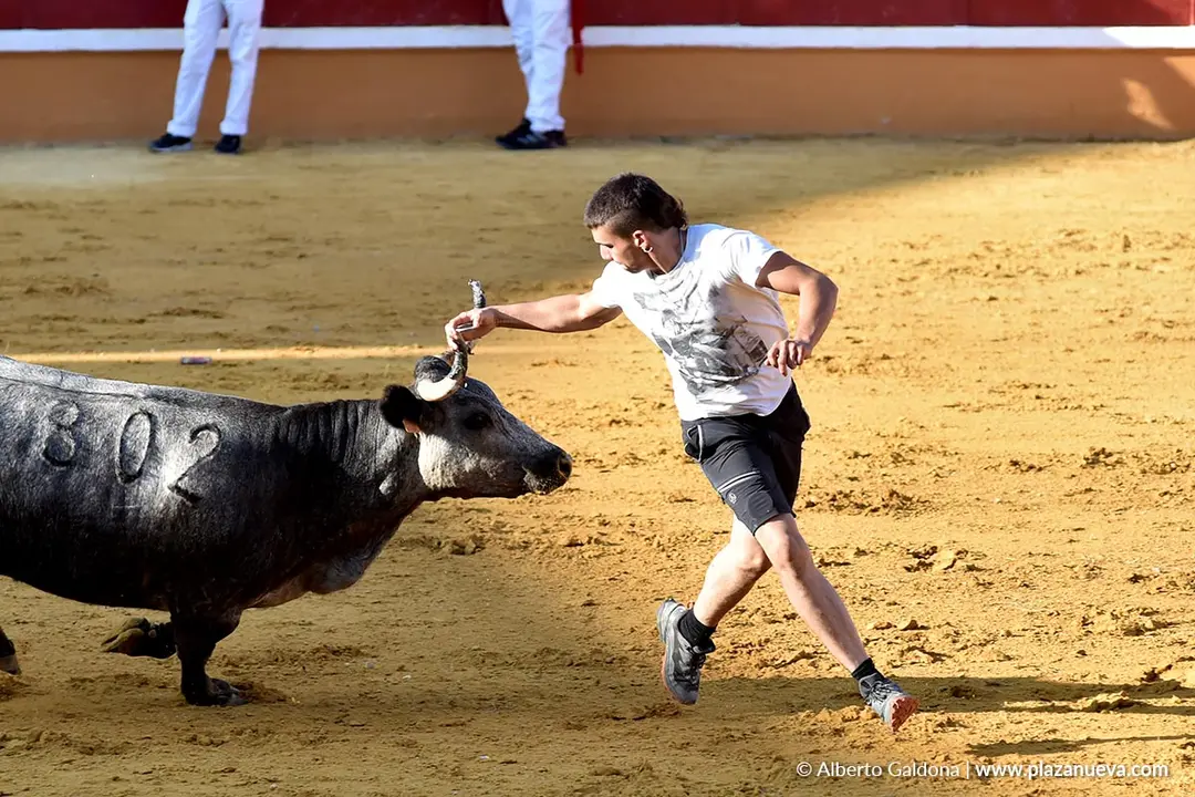 Suelta de vaquillas en Tudela d&iacute;a 26 2025 11