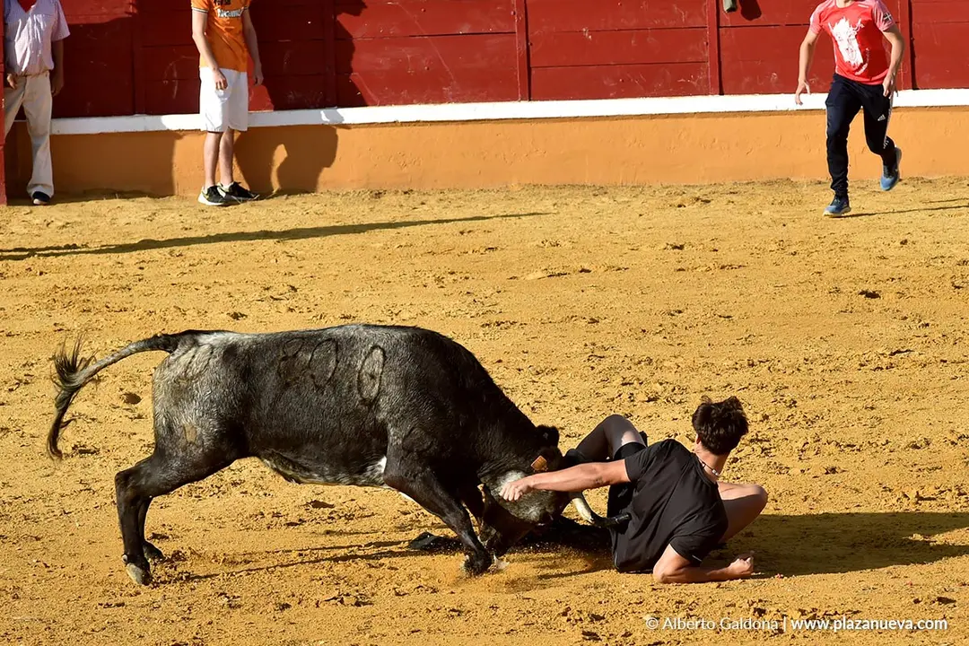 Suelta de vaquillas en Tudela d&iacute;a 26 2025 16