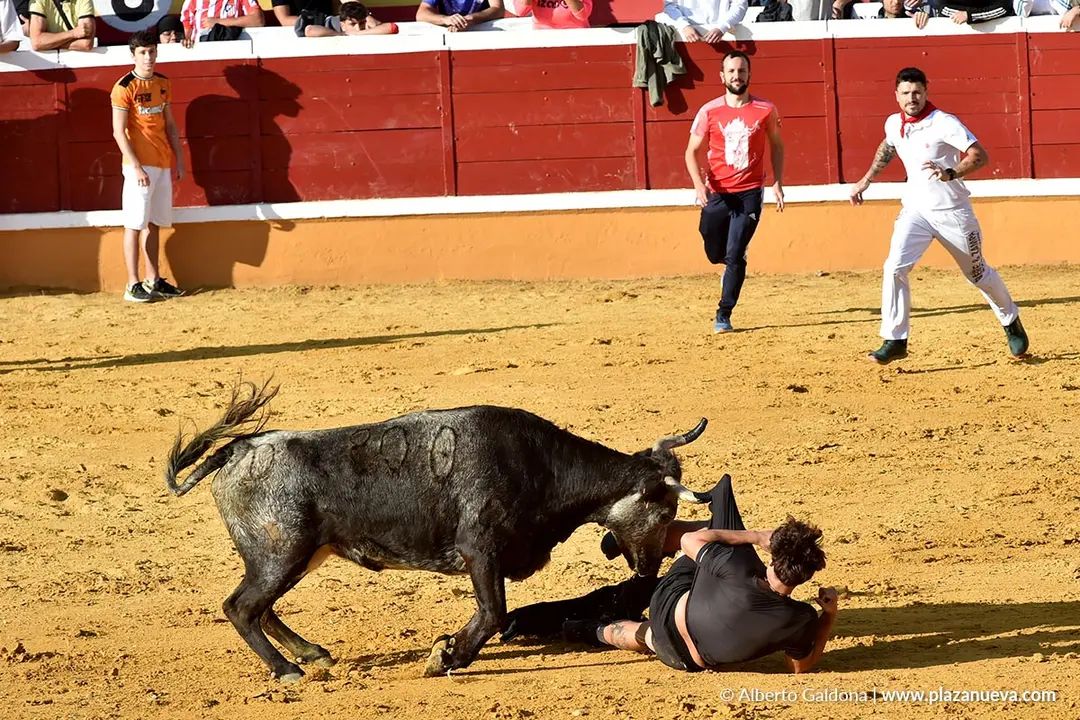 Suelta de vaquillas en Tudela d&iacute;a 26 2025 17