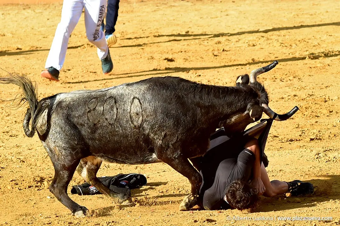 Suelta de vaquillas en Tudela d&iacute;a 26 2025 18