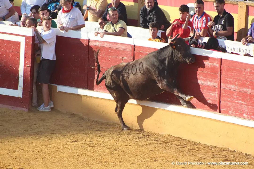Suelta de vaquillas en Tudela d&iacute;a 26 2025 27