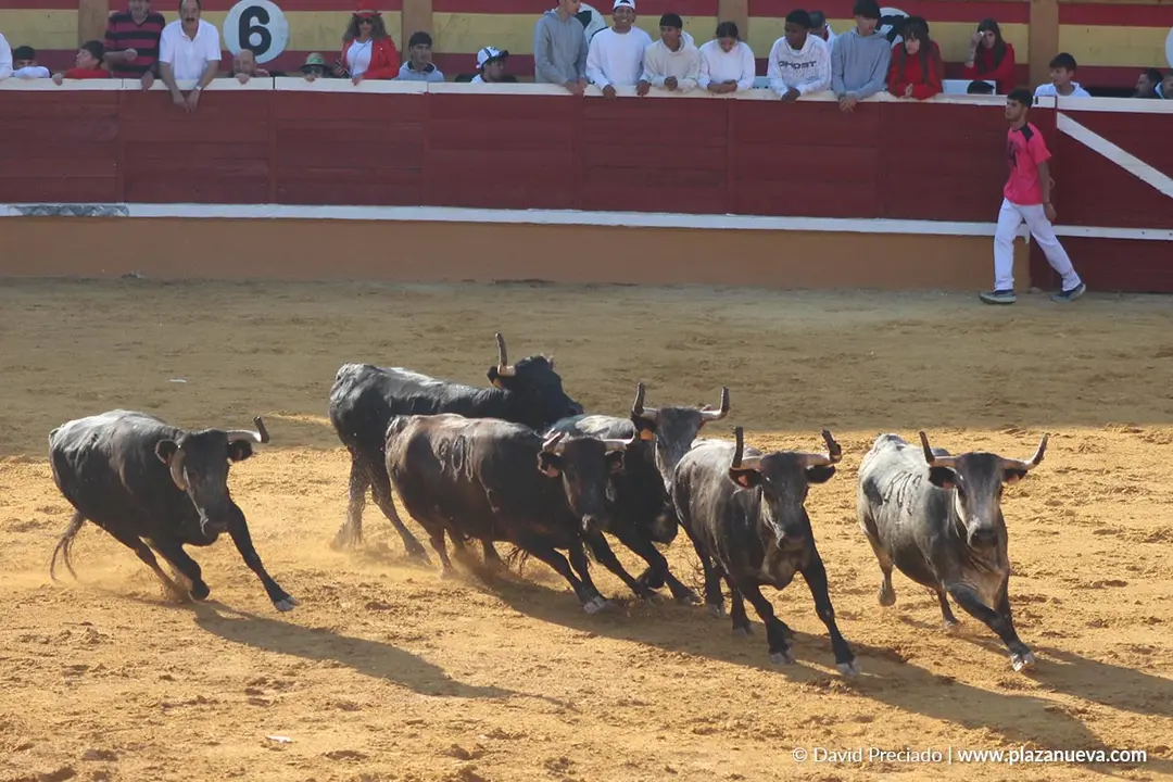 Suelta de vaquillas en Tudela d&iacute;a 26 2025 33