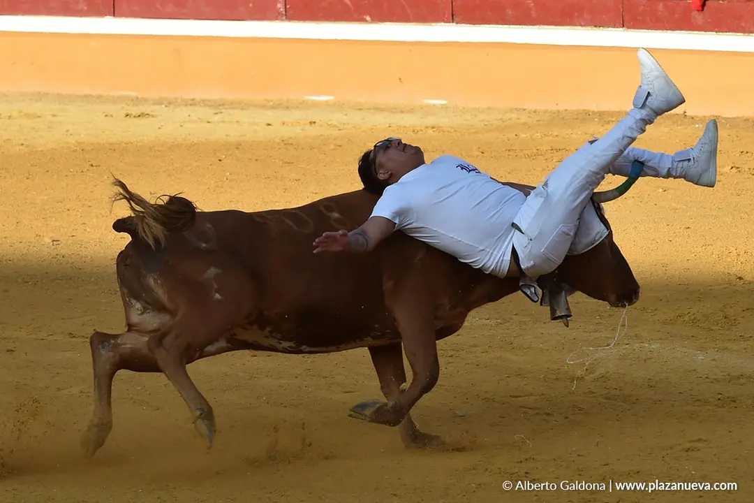 Suelta de vaquillas en Tudela d&iacute;a 27 2025 5