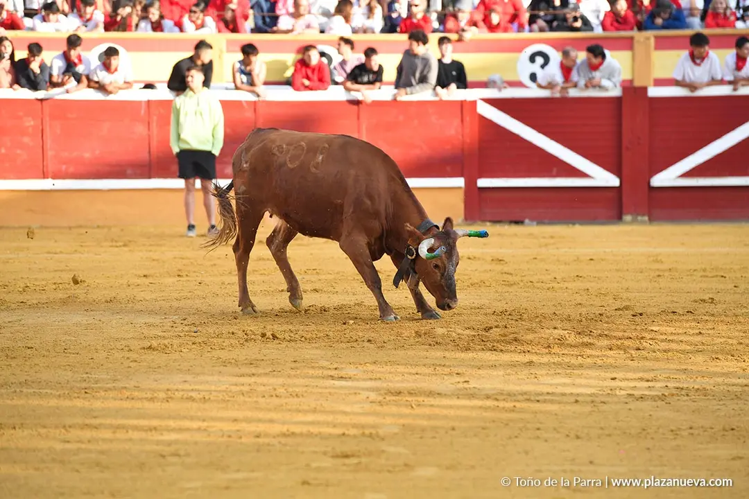 Suelta de vaquillas en Tudela d&iacute;a 27 2025 18