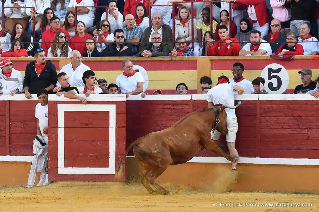 Suelta de vaquillas en Tudela d&iacute;a 27 2025 21