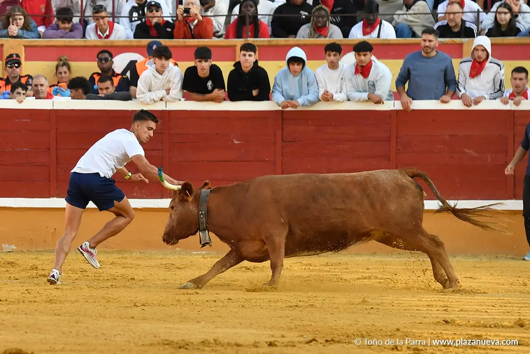 Suelta de vaquillas en Tudela d&iacute;a 27 2025 27