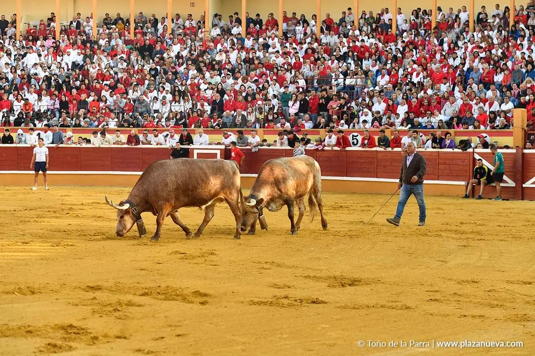 Suelta de vaquillas en Tudela d&iacute;a 27 2025 30