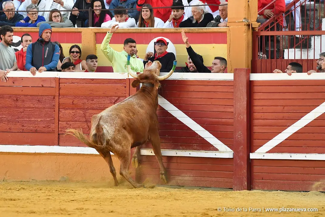 Suelta de vaquillas en Tudela d&iacute;a 27 2025 31