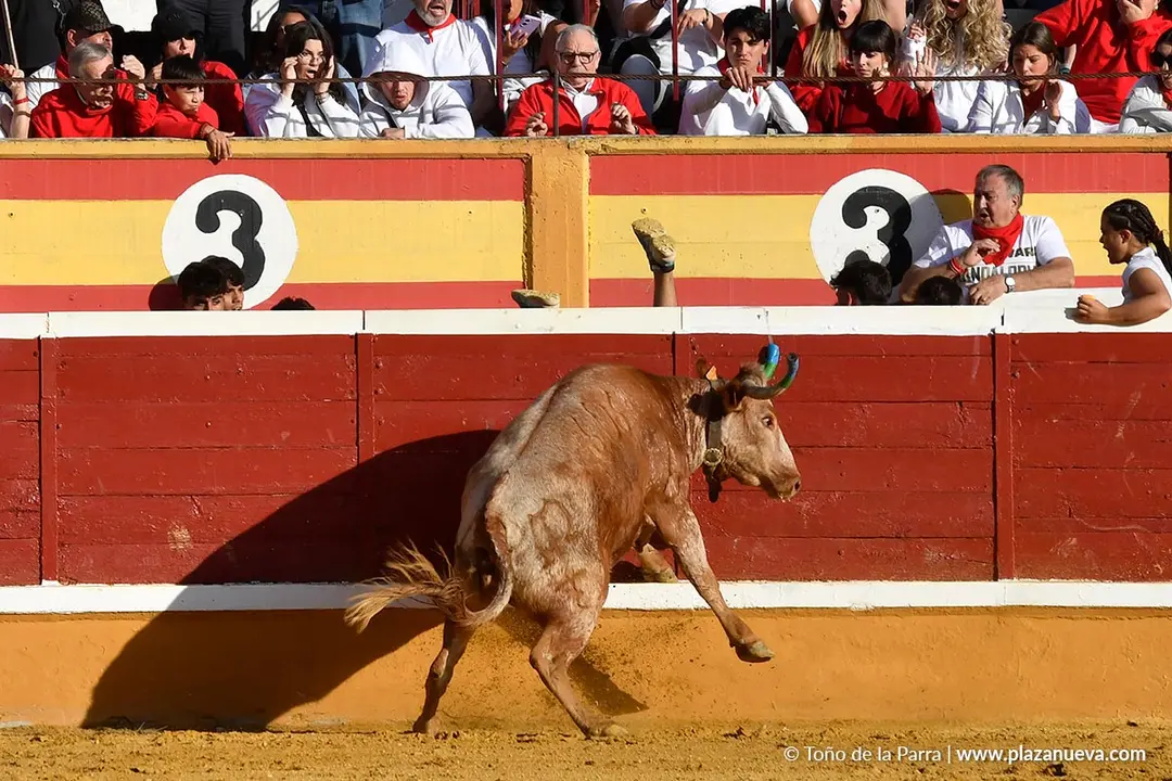Suelta de vaquillas en Tudela d&iacute;a 27 2025 45