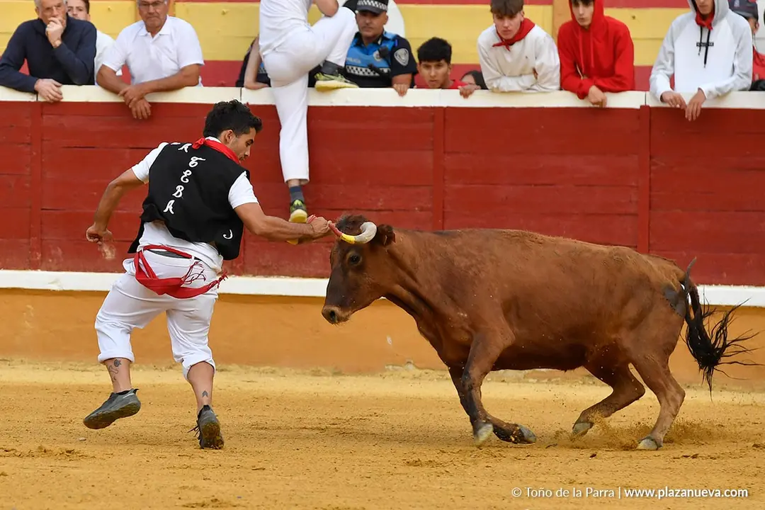 Suelta de vaquillas en Tudela d&iacute;a 28 2025 6