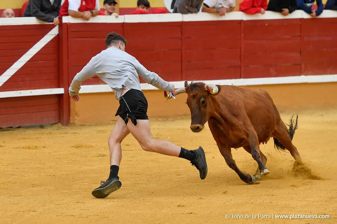 Suelta de vaquillas en Tudela d&iacute;a 28 2025 11