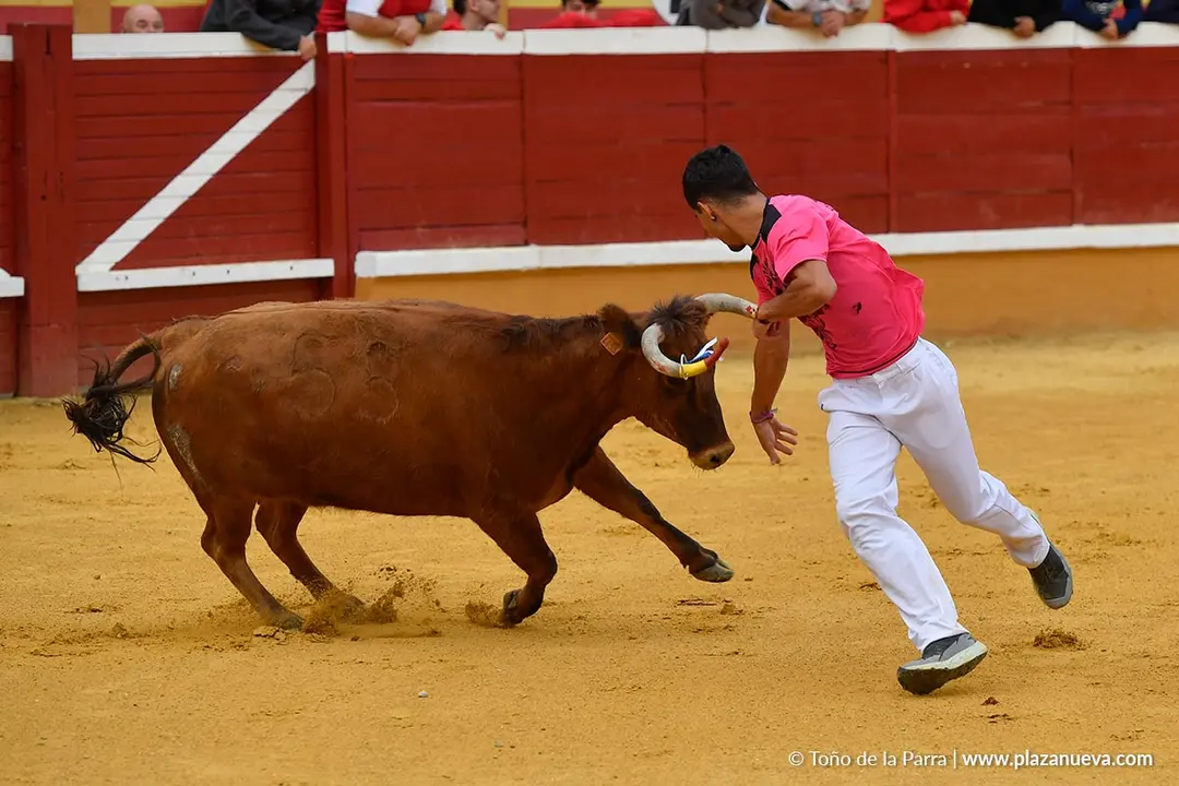 Suelta de vaquillas en Tudela d&iacute;a 28 2025 12